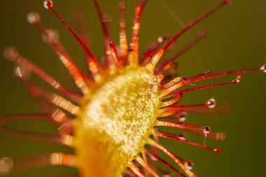 Canlı Kırmızı Çiçek, Botanik Yaprağının Detaylı Yakın Çekimi. Canlı kırmızı çiçek, detaylı, botanik güzelliğini gözler önüne seriyor..