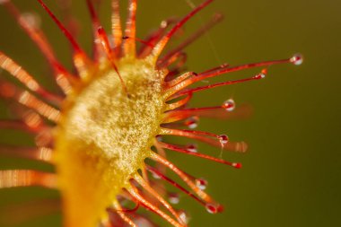 Canlı Kırmızı Çiçek, Botanik Yaprağının Detaylı Yakın Çekimi. Canlı kırmızı çiçek, detaylı, botanik güzelliğini gözler önüne seriyor..