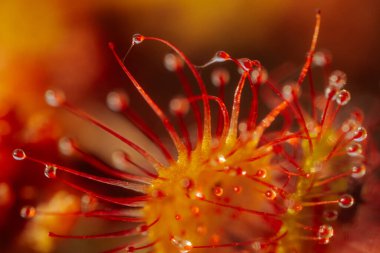 Canlı Kırmızı Çiçek, Botanik Yaprağının Detaylı Yakın Çekimi. Canlı kırmızı çiçek, detaylı, botanik güzelliğini gözler önüne seriyor..