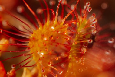 Canlı Kırmızı Çiçek, Botanik Yaprağının Detaylı Yakın Çekimi. Canlı kırmızı çiçek, detaylı, botanik güzelliğini gözler önüne seriyor..