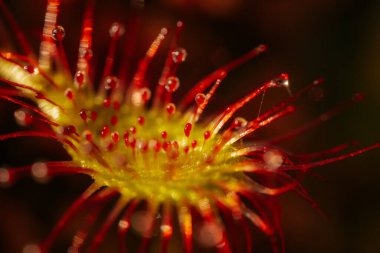 Canlı Kırmızı Çiçek, Botanik Yaprağının Detaylı Yakın Çekimi. Canlı kırmızı çiçek, detaylı, botanik güzelliğini gözler önüne seriyor..