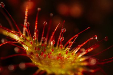 Canlı Kırmızı Çiçek, Botanik Yaprağının Detaylı Yakın Çekimi. Canlı kırmızı çiçek, detaylı, botanik güzelliğini gözler önüne seriyor..
