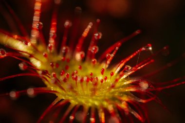 Canlı Kırmızı Çiçek, Botanik Yaprağının Detaylı Yakın Çekimi. Canlı kırmızı çiçek, detaylı, botanik güzelliğini gözler önüne seriyor..