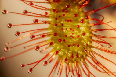 Canlı Kırmızı Çiçek, Botanik Yaprağının Detaylı Yakın Çekimi. Canlı kırmızı çiçek, detaylı, botanik güzelliğini gözler önüne seriyor..