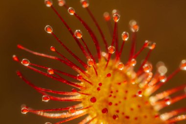 Canlı Kırmızı Çiçek, Botanik Yaprağının Detaylı Yakın Çekimi. Canlı kırmızı çiçek, detaylı, botanik güzelliğini gözler önüne seriyor..