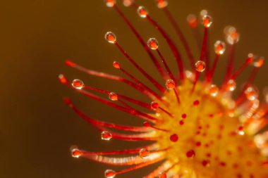 Canlı Kırmızı Çiçek, Botanik Yaprağının Detaylı Yakın Çekimi. Canlı kırmızı çiçek, detaylı, botanik güzelliğini gözler önüne seriyor..