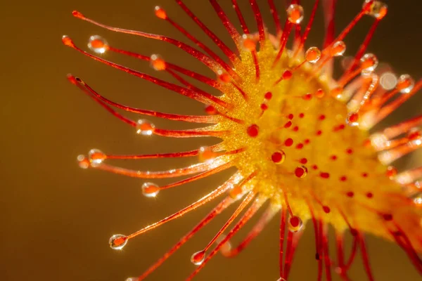 Vibrerande Röd Blomma Detaljerad Närbild Botaniska Petal Nära Håll Vibrerande — Stockfoto