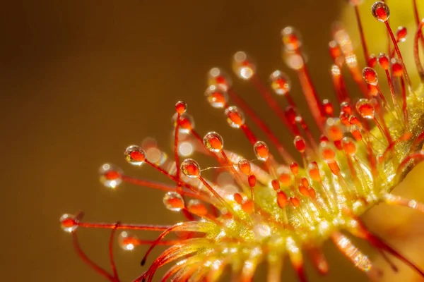Vibrerande Röd Blomma Detaljerad Närbild Botaniska Petal Nära Håll Vibrerande — Stockfoto