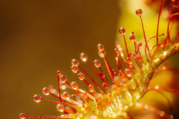Levendige Rode Bloesem Gedetailleerde Close Van Botanische Bloemblaadjes Van Dichtbij — Stockfoto