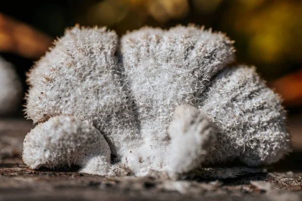 Frosty Winter Macro Detailed Close Icy Snow Frozen Ice Inglés —  Fotos de Stock