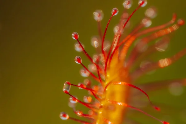 Levendige Rode Bloesem Gedetailleerde Close Van Botanische Bloemblaadjes Van Dichtbij — Stockfoto