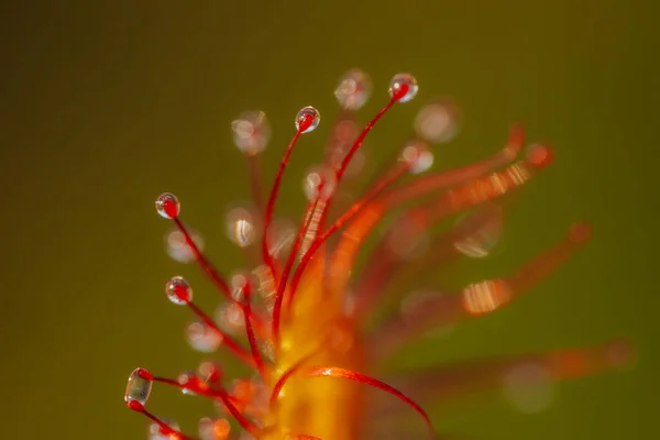 Яркий Красный Цветок Подробный Крупный План Ботанических Лепестков Вблизи Яркий — стоковое фото