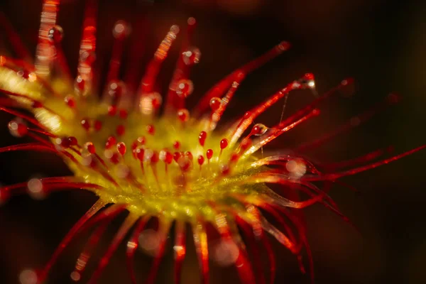 Leuchtend Rote Blüten Detailaufnahmen Botanischer Blütenblätter Aus Nächster Nähe Leuchtend — Stockfoto