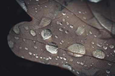 Nemli Yapraklar Doğa Ağacı 'nda Yağmur Damlalarıyla Parlıyor. Yağmurdan sırılsıklam olmuş yaprakların yakın çekimi doğanın güzelliğini ve büyümesini gözler önüne seriyor.