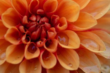 Doğa 'daki narin Dahlia Renkli Çiçeği. Narin şeftali çiçeği, yakın plan, makro fotoğraf, renkli yapraklar..