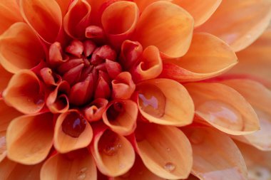 Doğa 'daki narin Dahlia Renkli Çiçeği. Narin şeftali çiçeği, yakın plan, makro fotoğraf, renkli yapraklar..