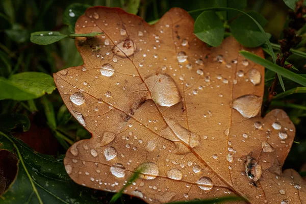 Wilgotne Liście Lśniące Kroplami Deszczu Drzewie Natury Zbliżenie Nasączonych Deszczem — Zdjęcie stockowe