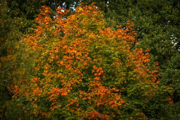 Tranquil Autumn Landscape Flowering Trees Vibrant Foliage Tranquil Autumn Scene — Stock Photo, Image