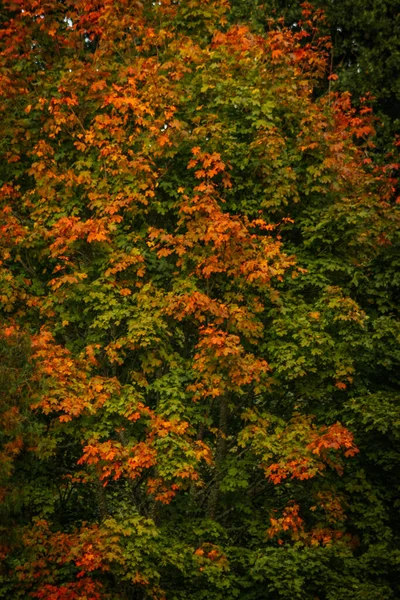 トランキル 開花する木と活気のある風景 鮮やかな黄色とオレンジ色の葉を持つ静かな秋のシーン — ストック写真