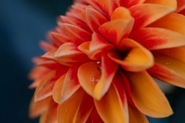 精致的大丽花色彩艳丽的自然花朵 精致的桃花 宏观摄影 五彩缤纷的花瓣 — 图库照片