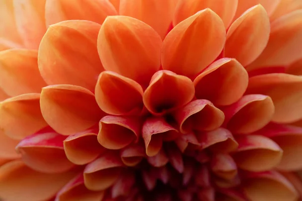 Delikatny Dahlia Kolorowy Kwiat Kwiat Naturze Delikatny Kwiat Brzoskwini Zbliżenie — Zdjęcie stockowe