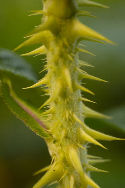 Canlı Yeşil Yaprak Makro Yakın Plan Bitki Yetiştirme Bitki Yetiştirme — Stok fotoğraf