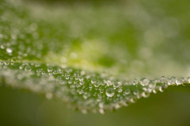 Yeşil Yaprak 'taki Dew Drop' un yakın çekimi, Doğanın Güzelliğini Gösteren. Çiğ damlası ile taze yeşil yaprak, doğanın güzelliğini yakından görmek.