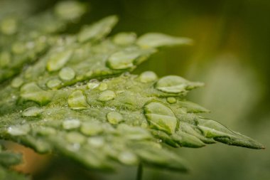 Yeşil Yaprak 'taki Dew Drop' un yakın çekimi, Doğanın Güzelliğini Gösteren. Çiğ damlası ile taze yeşil yaprak, doğanın güzelliğini yakından görmek.