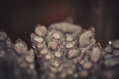 Yeşil Yaprak 'taki Dew Drop' un yakın çekimi, Doğanın Güzelliğini Gösteren. Çiğ damlası ile taze yeşil yaprak, doğanın güzelliğini yakından görmek.