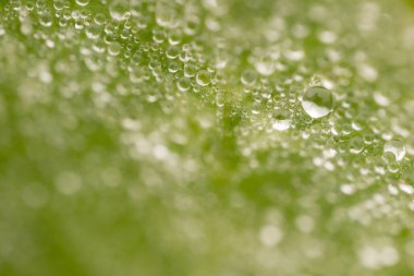 Yeşil Yaprak 'taki Dew Drop' un yakın çekimi, Doğanın Güzelliğini Gösteren. Çiğ damlası ile taze yeşil yaprak, doğanın güzelliğini yakından görmek.