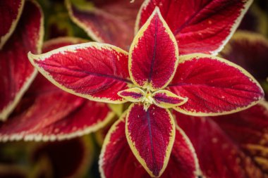 Doğadaki narin kırmızı çiçek çiçeği. Doğal yeşil çevrede narin çiçeklerin üzerinde canlı kırmızı yapraklar..