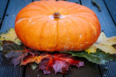 Güz Hasadı Taze ve Besleyici Organik Balkabağı. Sonbahar bahçesinde olgun bir balkabağı. 