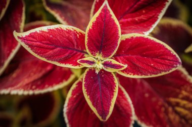 Doğadaki narin kırmızı çiçek çiçeği. Doğal yeşil çevrede narin çiçeklerin üzerinde canlı kırmızı yapraklar..