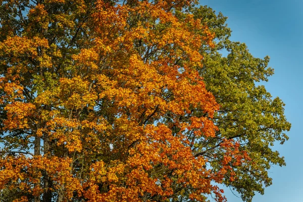 Herfstdag Met Mooie Kleuren Maple Bladeren Alle Kleuren Herfst Mooie Rechtenvrije Stockfoto's