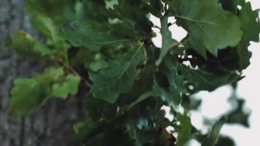 Fırtına ağaç dallarını yapraklarla parçalıyor. Şiddetli rüzgar gözyaşı ağacı dalları.