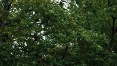 Fırtına ağaç dallarını yapraklarla parçalıyor. Şiddetli rüzgar gözyaşı ağacı dalları.