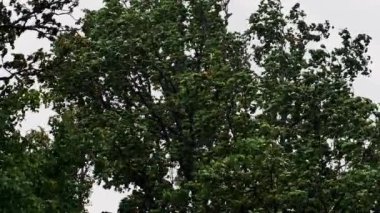 Fırtına ağaç dallarını yapraklarla parçalıyor. Şiddetli rüzgar gözyaşı ağacı dalları.