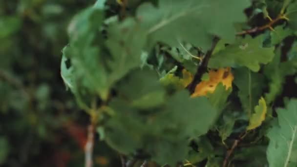 폭풍은 나뭇잎으로 가지를 찢는다 가지의 — 비디오