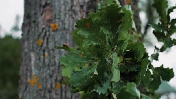 Fırtına Ağaç Dallarını Yapraklarla Parçalıyor Şiddetli Rüzgar Gözyaşı Ağacı Dalları — Stok video
