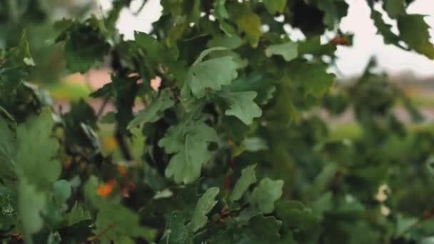 Der Sturm Zerreißt Die Äste Mit Blättern Starke Windböen Reißen — Stockvideo