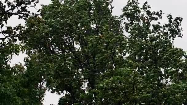 Tempestade Rasga Galhos Das Árvores Com Folhas Fortes Rajadas Ramos — Vídeo de Stock