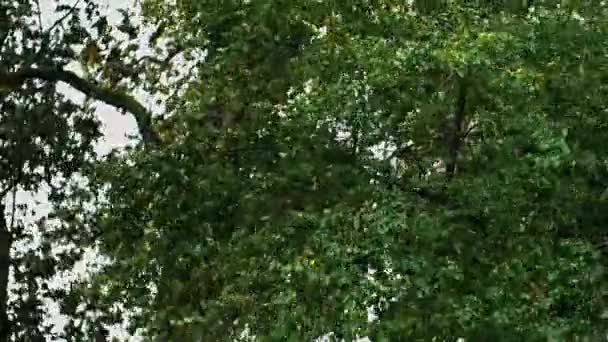 嵐は木の枝を葉で涙する 風引きの木の枝の強い打撃 — ストック動画