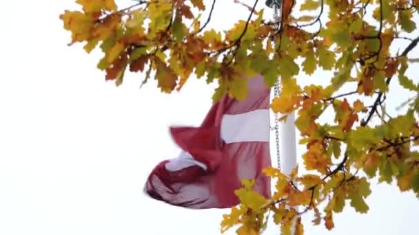 Steagul Leton Flutură Vântul Din Spatele Frunzelor Stejar Galben Toamnă — Videoclip de stoc