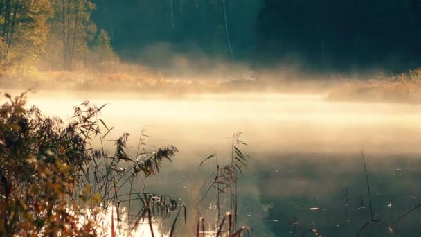 Fuma Sobre Lago Niebla Sobre Agua Del Estanque Las Dramáticas — Vídeos de Stock