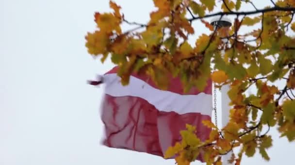 Bandeira Letónia Agita Vento Atrás Das Folhas Carvalho Amarelo Outono — Vídeo de Stock