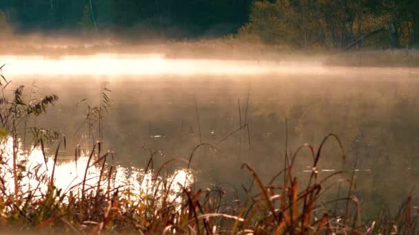 湖面上空冒着烟 雾笼罩着池塘里的水 万圣节戏剧性的黑暗水域 — 图库视频影像