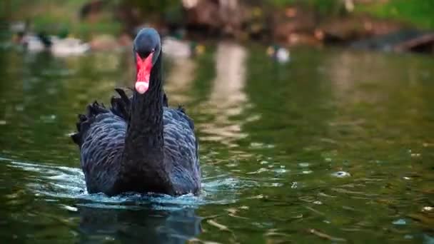 Cisne Negro Nada Hasta Cámara Cisne Negro Está Mirando Cámara — Vídeos de Stock