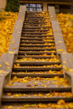 Valmiera merdivenleri ve asfalt sonbaharda parlak sarı yapraklarla kaplıdır. Valmiera 'da altın sonbahar