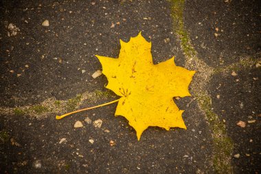 Asfaltta sarı akçaağaç yaprağı. Sonbahar yaprakları sarı renkte
