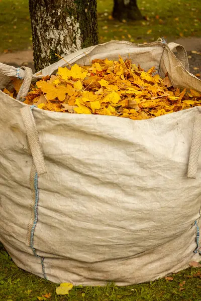 Torbadaki parlak sarı yapraklar. Sonbahar temizliği, yaprak koleksiyonu, gübre yığını